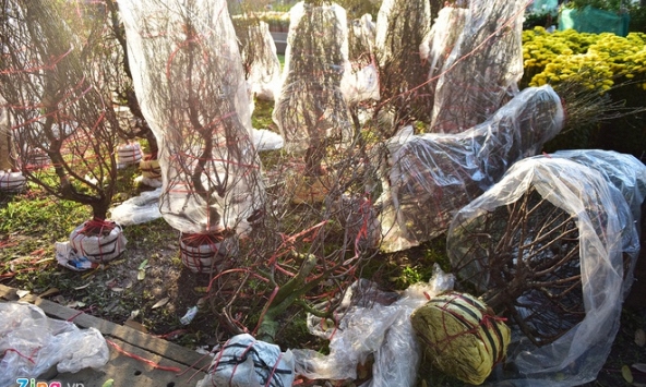 Hoa đào ế ẩm ở miền Nam