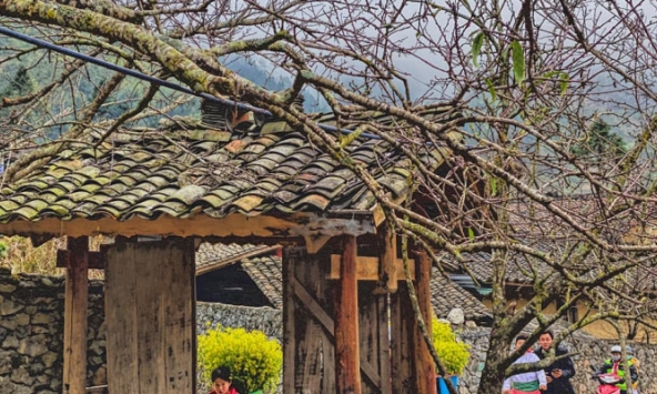 Lên Đồng Văn để thấy đá, thấy củi nở hoa