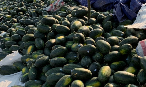 Dưa hấu ế bày bán la liệt vì “tắc đường” sang Trung Quốc do dịch bệnh