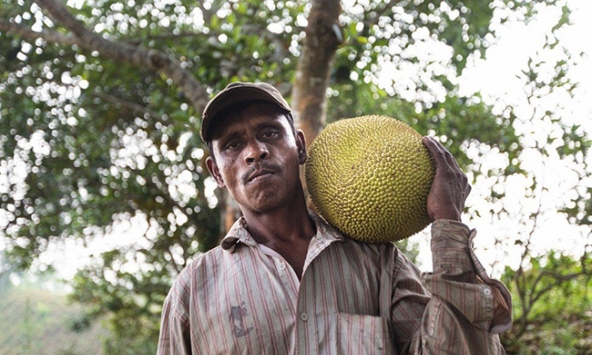 Mít có thể thay thế thịt động vật, tương đương thịt bò. 