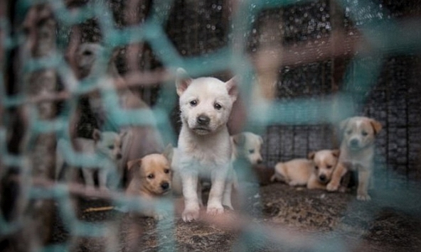 Hà Nội khuyến cáo người dân không ăn thịt chó mèo phòng virus corona