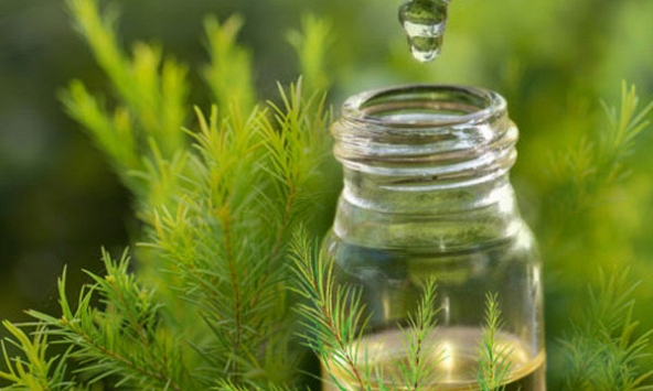 Dầu tràm - dược liệu thiên nhiên giúp phòng ngừa virus hữu hiệu.
