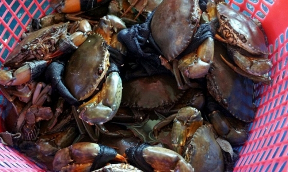 Cua Cà Mau rớt giá thảm