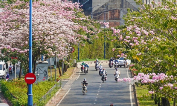 Hoa kèn hồng khoe sắc điểm tô cho các con phố ở Sài Gòn