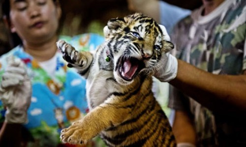  WWF tuyên bố 'đóng cửa' thị trường buôn bán động vật hoang dã