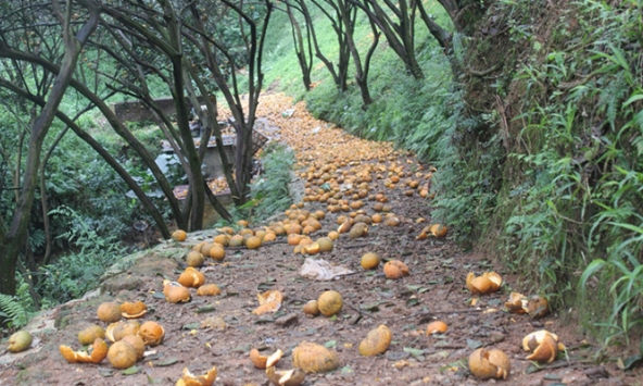 Hà Giang: Hàng nghìn tấn cam sành rụng hàng loạt