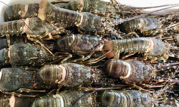 Loạn giá 'giải cứu tôm hùm baby'