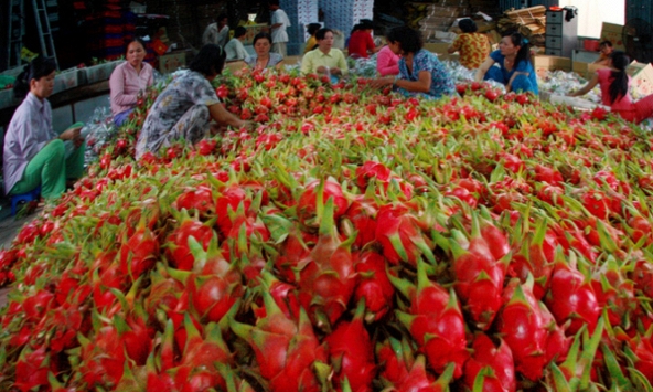 Giá thanh long quay đầu, tăng lên 35.000 đồng/kg