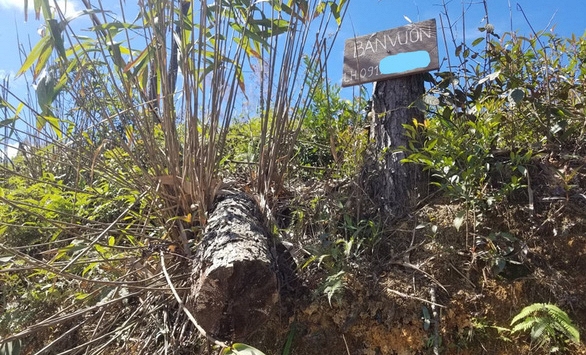 Phát hiện nhóm đối tượng đốt phá rừng thông gần 20 năm tuổi, ngang nhiên treo biển bán đất