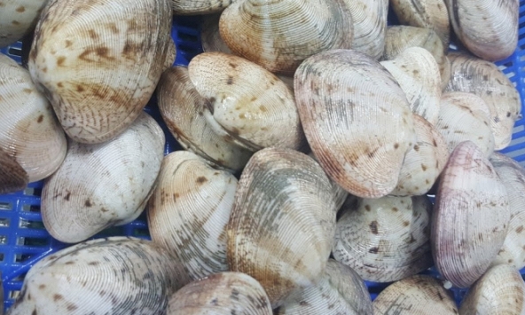 Rao 'giải cứu' ngao giá cao chót vót