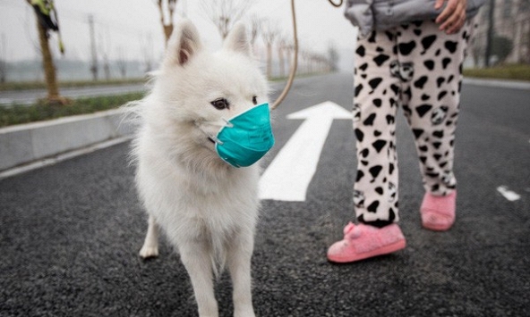 Hong Kong phát hiện 1 con chó bị nhiễm virus covid-19