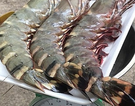 Xuất hiện tôm sú 'khổng lồ', giá tiền triệu