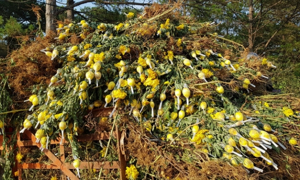 Bán chẳng ai mua, nhà vườn Đà Lạt nhổ bỏ cả cánh đồng hoa cúc 