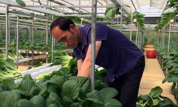 Chủ vườn rau ở Lai Châu ủng hộ rau sạch cho khu cách ly tại Hà Nội