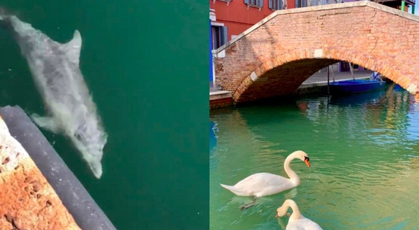 Thực hư về hình ảnh  thiên nga và cá heo bơi lội ở kênh đào Venice giữa bão dịch bệnh