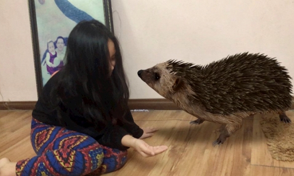 Làm gì khi ở nhà tránh dịch: Thử mang động vật hoang dã vào tận phòng với công nghệ 3D