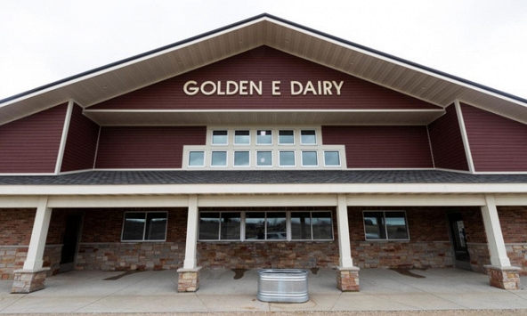 Người nông dân Mỹ lo lắng vì phải đổ đi hàng nghìn lít sữa mỗi ngày vì dịch bệnh