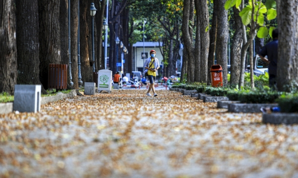 Mùa hoa chò rơi tô điểm cho Sài Gòn khắp mọi nẻo đường