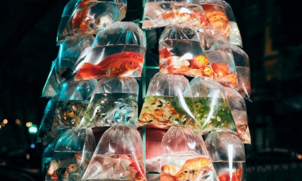 Ảnh xe bán cá trên đường phố Việt Nam chiến thắng cuộc thi ảnh tại Mỹ