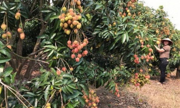 Bắc Giang chuẩn bị 3 kịch bản cho việc tiêu thụ vải