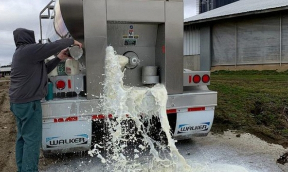 Sữa, bia, trứng... của Mỹ bị bỏ đi vì dịch bệnh