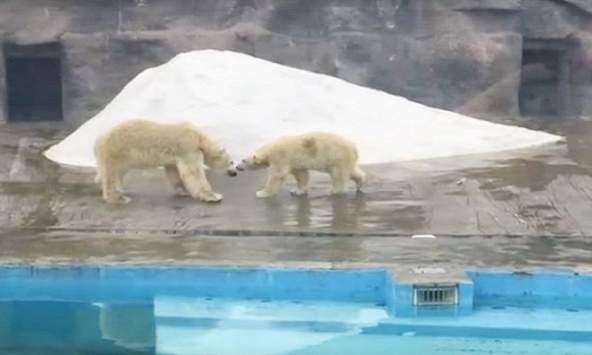 Gấu Bắc Cực giết chết bạn tình vì... từ chối giao phối