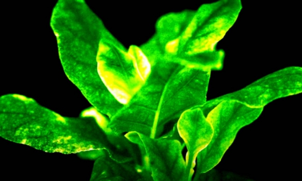 Tạo ra cây tự phát sáng bằng công nghệ biến đổi gen
