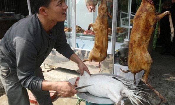 Làm thế nào để ngăn chặn việc săn bắt, giết hại động vật hoang dã?