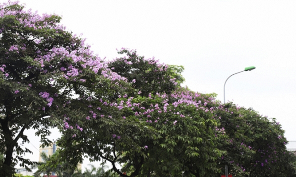 Chùm ảnh: Sắc hoa đầu hè rực rỡ nhuộm khắp phố phường Hà Nội