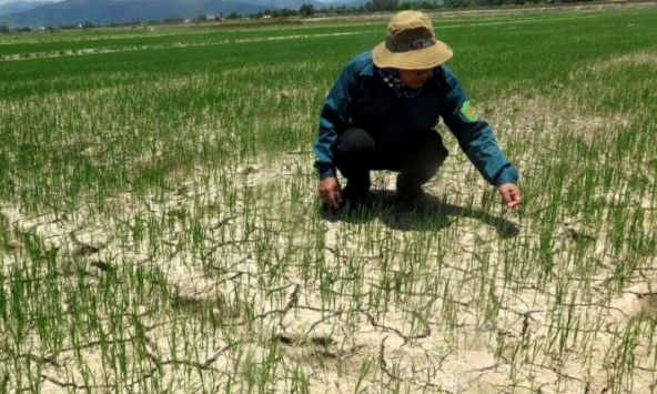 Nắng hạn hoành hành xã Phổ Cường, Quảng Ngãi 