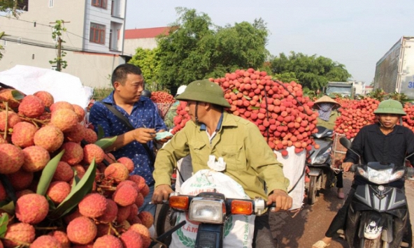 Gần 200 thương nhân Trung Quốc chuẩn bị sang Việt Nam mua vải thiều
