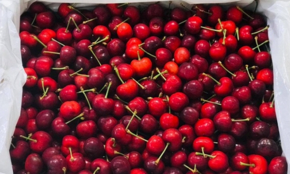 Giá cherry tăng gần 1 triệu đồng/kg nhưng vẫn hút giới nhà giàu Việt.