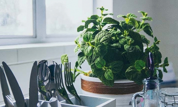 “Xanh hóa” ngôi nhà bằng những loại cây chữa bệnh dễ trồng