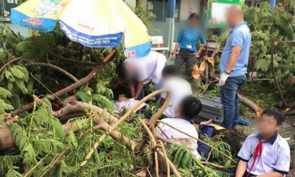 Có nên trồng phượng vĩ trong sân trường?