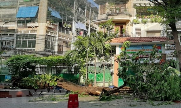 Họp báo vụ cây đổ tại trường học: Thầy Hiệu trưởng nhận trách nhiệm chính về vụ việc