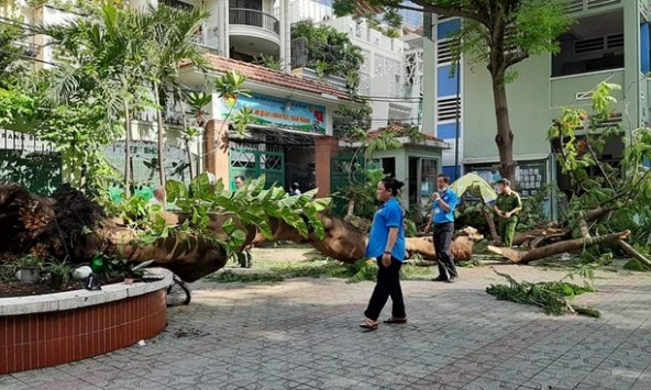 Một học sinh đã tử vong trong vụ bật gốc cây cổ thụ ở trường học