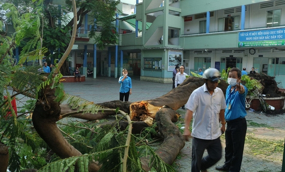 TPHCM: Cây cổ thụ trong sân trường bất ngờ bật gốc đè lên nhiều học sinh
