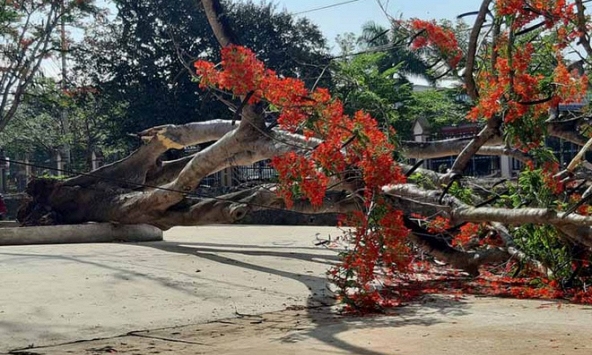 Thêm một cây phượng bật gốc ngã trong sân trường