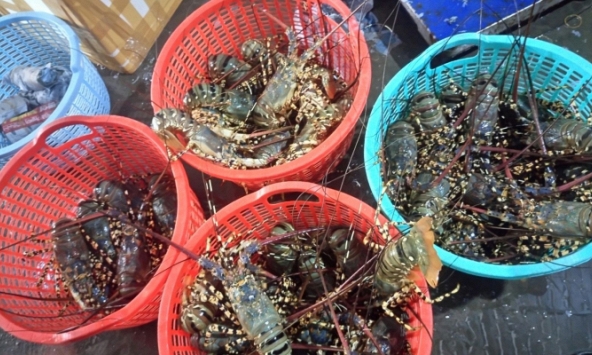 Giá tôm hùm ở Bình Ba giảm mạnh
