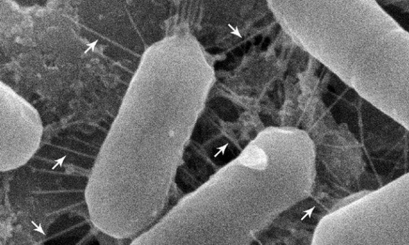 Nghiên cứu mới phát hiện vi khuẩn có lợi trong mũi