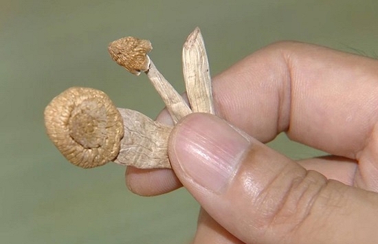 Nấm ma túy lần đầu tiên xuất hiện ở Hà Nội