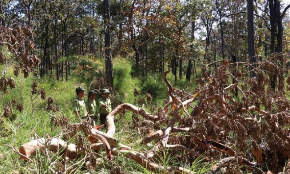 Gần 16.000ha rừng tự nhiên ở Tây Nguyên bị mất trong năm 2019