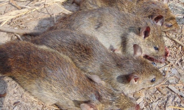 Phát hiện ra sáu loại virus corona trên động vật hoang dã ở Việt Nam