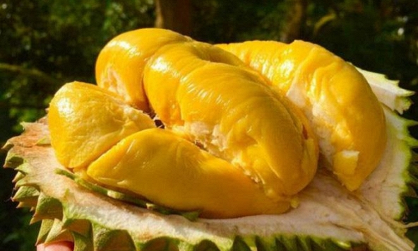 Một tòa nhà phải sơ tán vì bưu kiện chứa sầu riêng