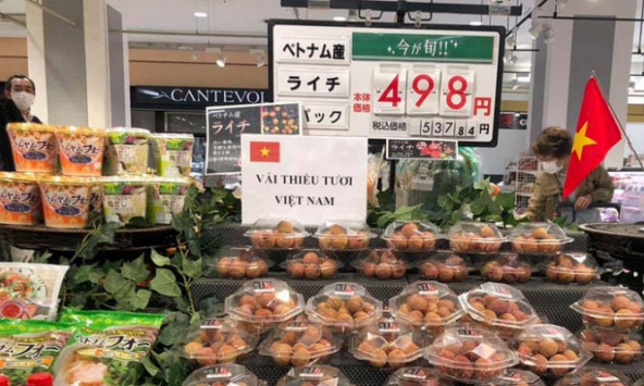 Xuất khẩu vải thiều sang thị trường Nhật Bản: Những hứa hẹn và những thách thức