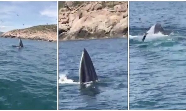 Xuất hiện cá voi lưng gù dài 9 mét ở ở vịnh Cam Ranh