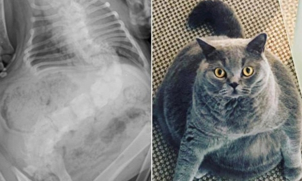 Chú mèo béo bị chứng bệnh vẹo cột sống truyền cảm hứng trên mạng xã hội