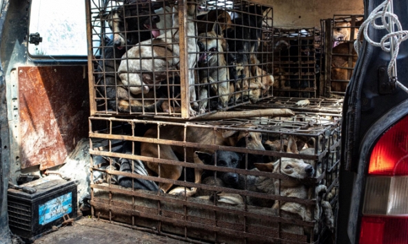 Trên 770.000 chữ ký ủng hộ chấm dứt mua bán, giết mổ chó mèo lấy thịt