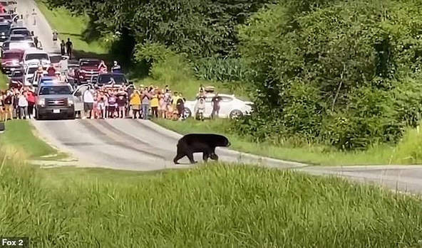 Chú gấu đen trở thành hiện tượng MXH vì đi bộ hơn 600 km dọc nước Mỹ để tìm bạn tình 