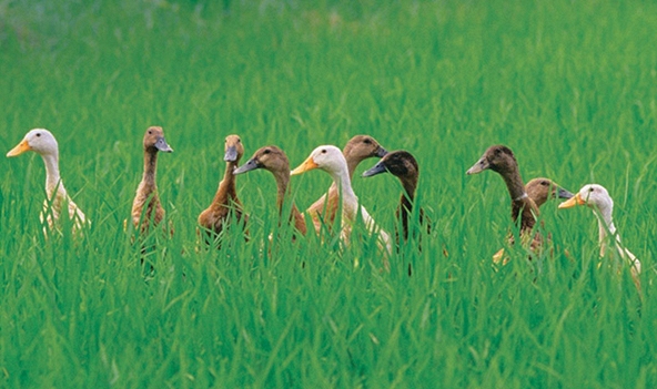 Mùa vịt chạy đồng